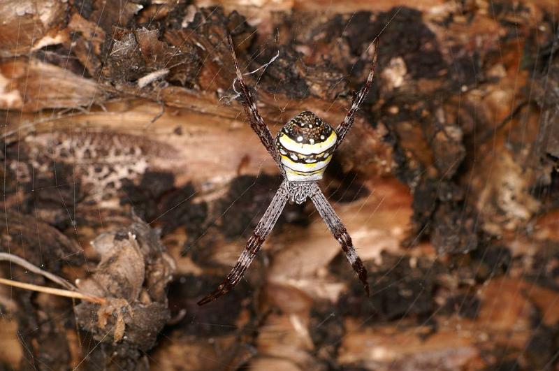 Argiope_keyserlingi_D7901_Z_87_North Stradbroke island_Australie.jpg